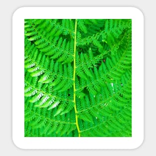 Green Forest Leaf Sticker